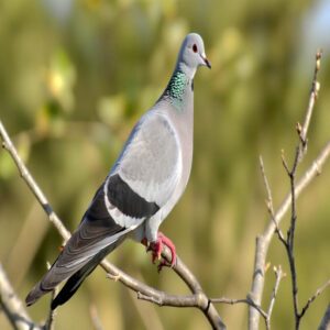 Eurasian Collared Dove Traits