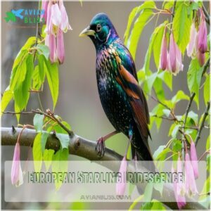 European Starling Iridescence