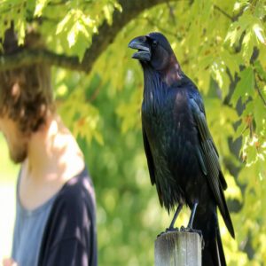 Factors Influencing Crows