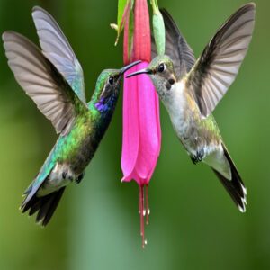 Factors Influencing Hummingbird Territorial Behavior