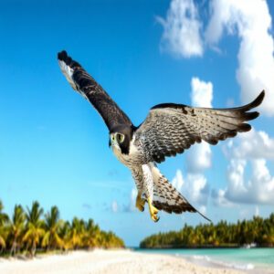 Falcon Characteristics and Behaviors