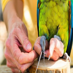 Feather Trimming and Wing Clipping