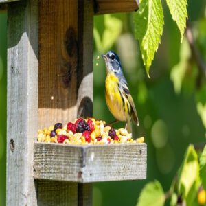 Feeder Tray Accessories