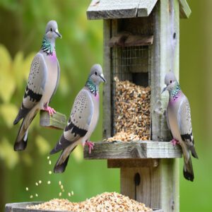 Feeding Habits and Diet of North Carolina Doves