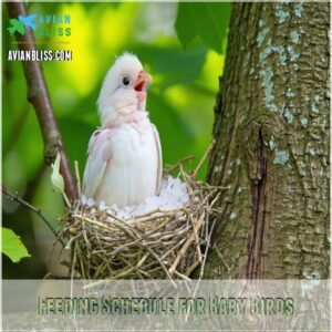 Feeding Schedule for Baby Birds