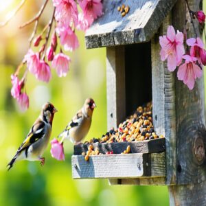 Finch Feeders