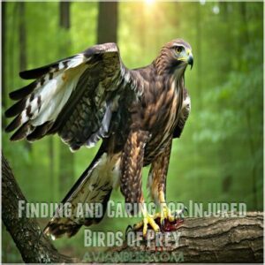 Finding and Caring for Injured Birds of Prey