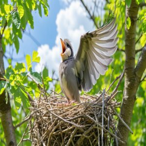 Fledgling Development and Flight Readiness