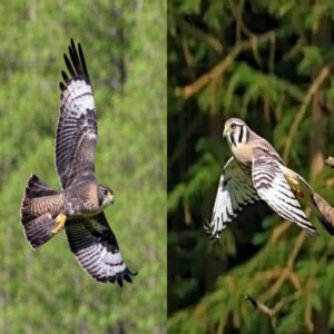 Flight Patterns and Hunting Techniques