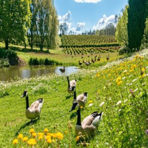 Geese in Wildflower Meadows and Orchards