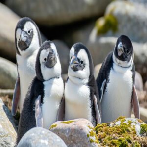 Gentoo Penguin Babies