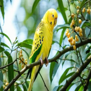 Golden Parakeet Bright Plumage