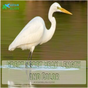 Great Egret Beak Length and Color