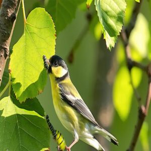 Great Tit Caterpillar Emergence