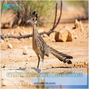 Greater Roadrunner Water Storage