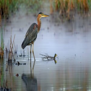 Green Heron Diet and Foraging