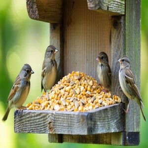 Ground Feeders for Sparrows