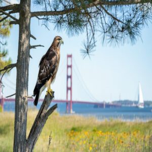 Habitat and Distribution of Michigan Birds of Prey