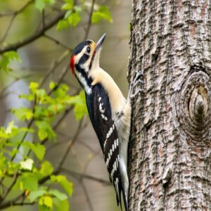 Hairy Woodpecker