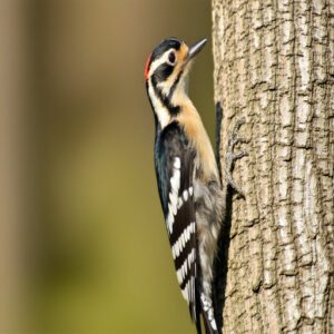 Hairy Woodpecker Identifying Features