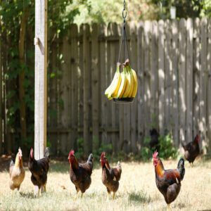 Hanging and Feeding on a Feeder