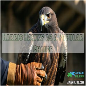 Harris Hawks as a Popular Choice