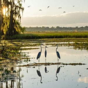 Heron Conservation in Georgia