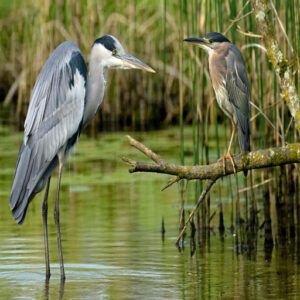 Heron Species in Georgia