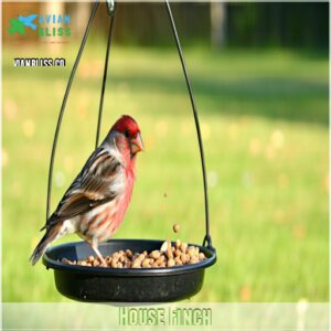 House Finch