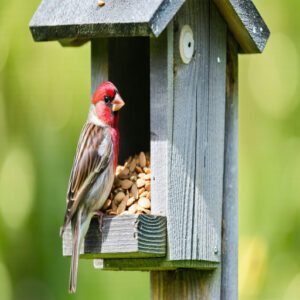 House Finch and Its Characteristics