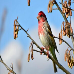 House Finch Characteristics