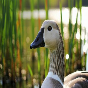 how long do canadian geese live