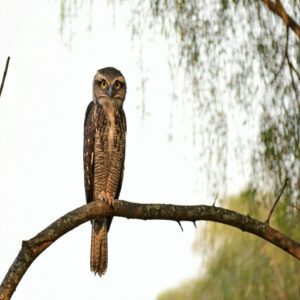 How Much Does a Great Potoo Weigh