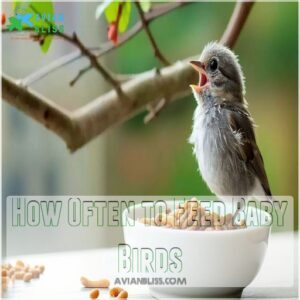 How Often to Feed Baby Birds