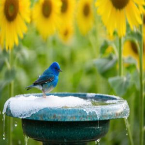 How Salt Affects Bird Health