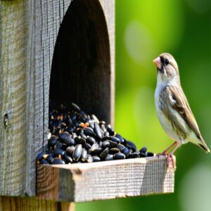 How to Avoid Salted Sunflower Seeds