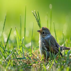 how to tell if a bird is dead or just stunned