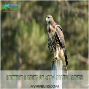 Hunting Habits of Red-Tailed Hawks