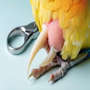 Identifying The Quick in Bird Nails