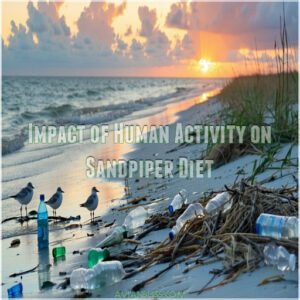 Impact of Human Activity on Sandpiper Diet