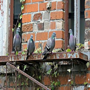 Impact of Urban Development on Dove Habitats