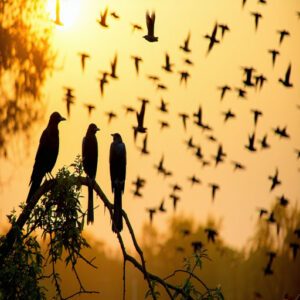 Interesting Facts About Black Birds in Texas