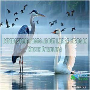 Interesting Facts About Large Birds in North Carolina