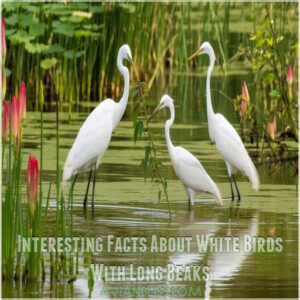 Interesting Facts About White Birds With Long Beaks