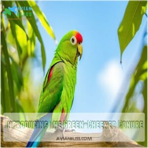 Introducing The Green-Cheeked Conure