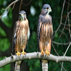 Juvenile and Adult Plumage