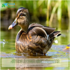 Juvenile Wood Duck Features