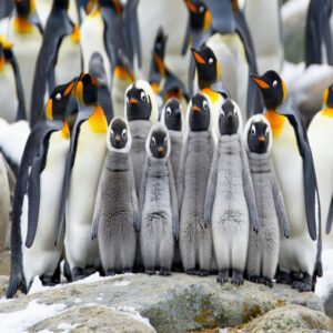 King Penguin Babies