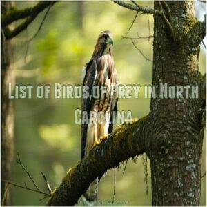 List of Birds of Prey in North Carolina