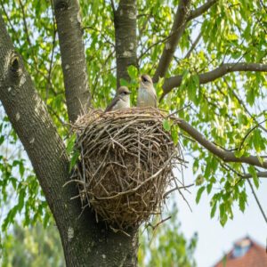 Locating and Returning to Nest